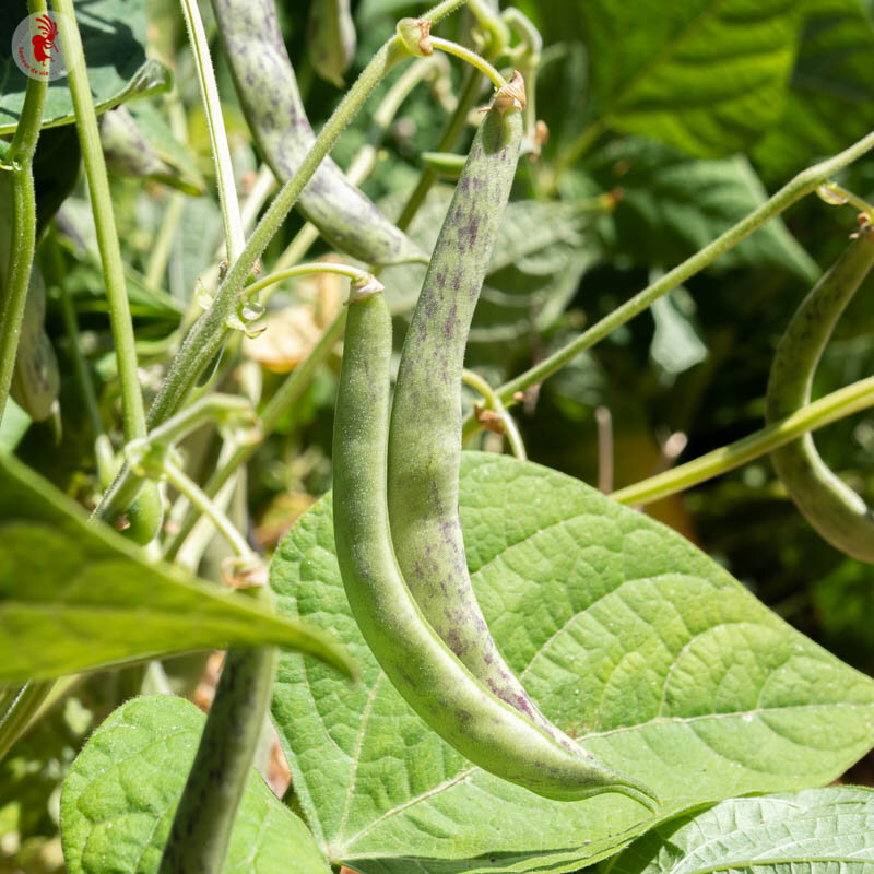 Common beans - Pelandron