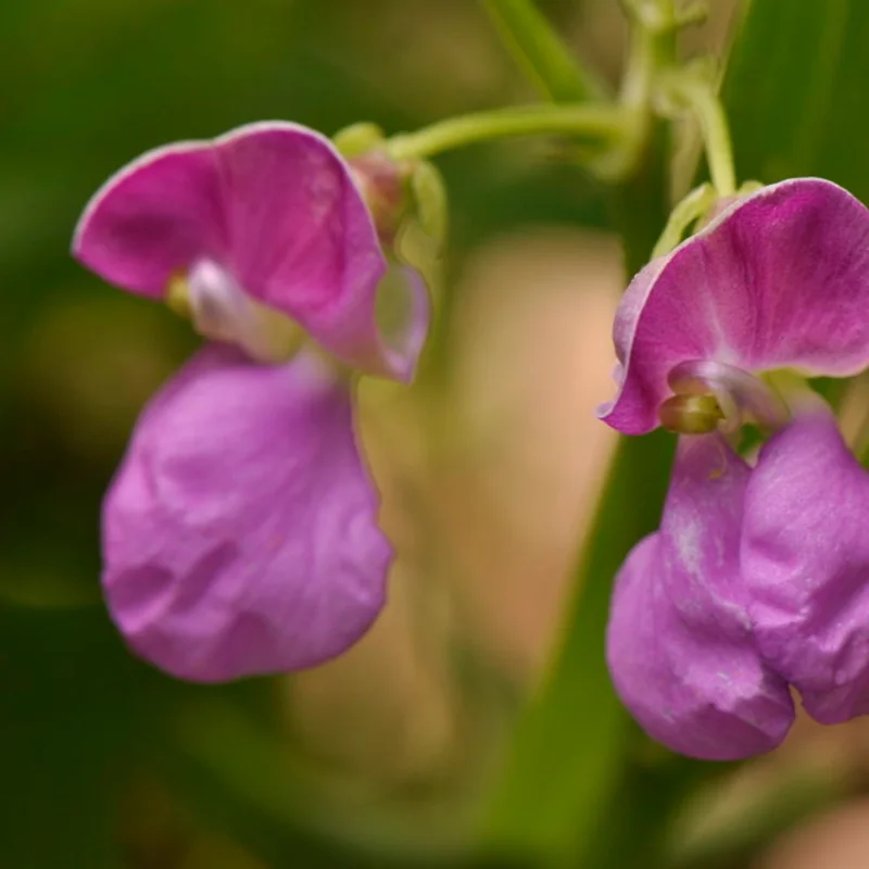 Common beans - Pelandron