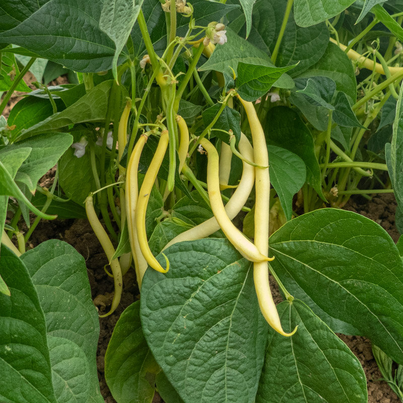 Common beans - Rocbrun