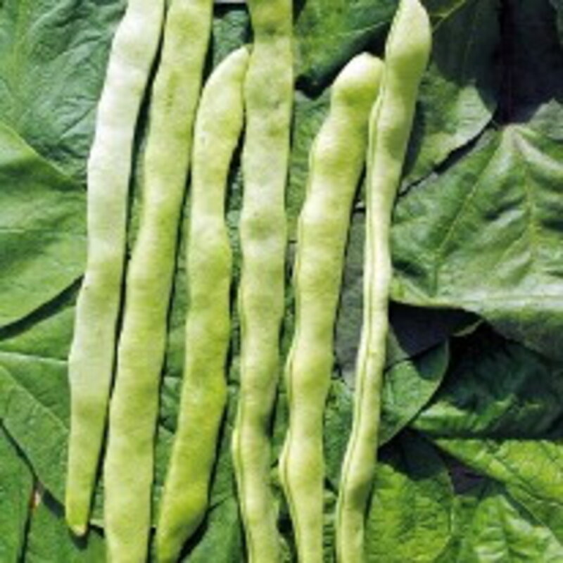 Common beans - Trebona