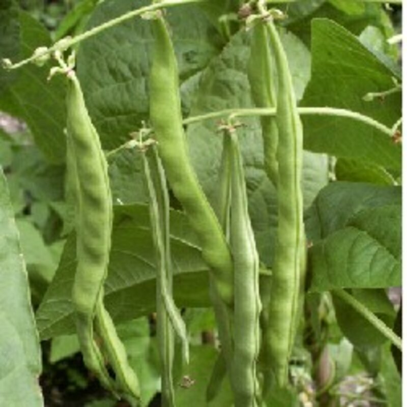 Common beans - Trebona