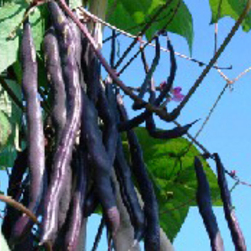 Common beans - Blauhilde