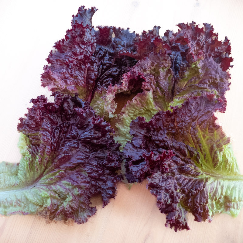 Lettuces - Pinot