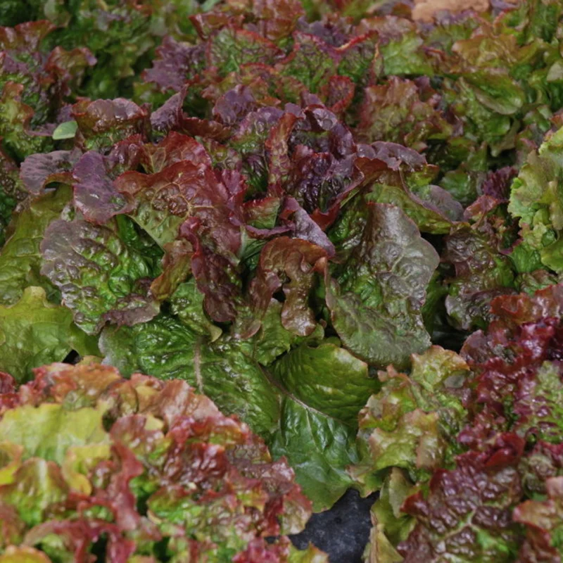 Lettuces - Rouge Grenobloise