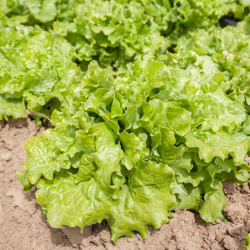 Lettuces - Long Standing Batavian