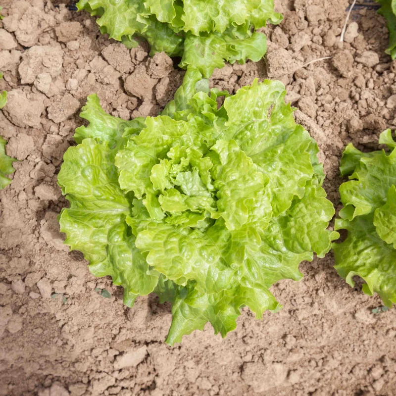 Lettuces - Long Standing Batavian