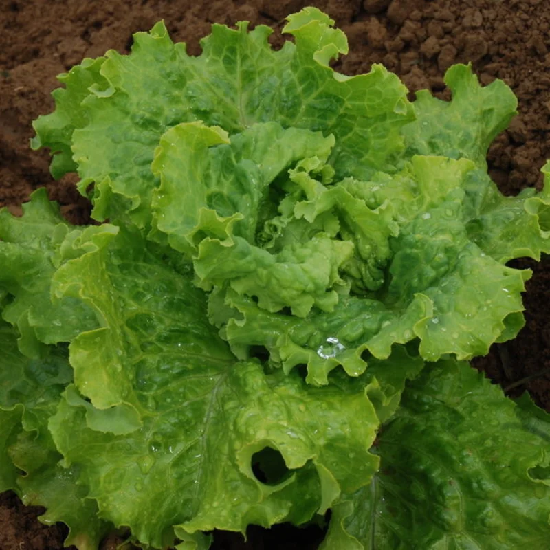 Lettuces - Long Standing Batavian