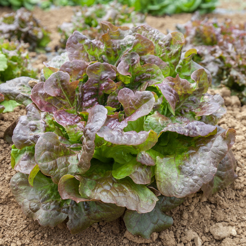 Lettuces - Gloire du Dauphiné