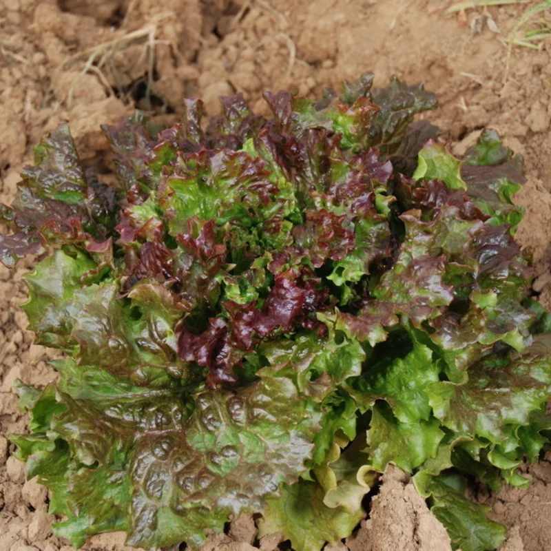 Lettuces - Gloire du Dauphiné