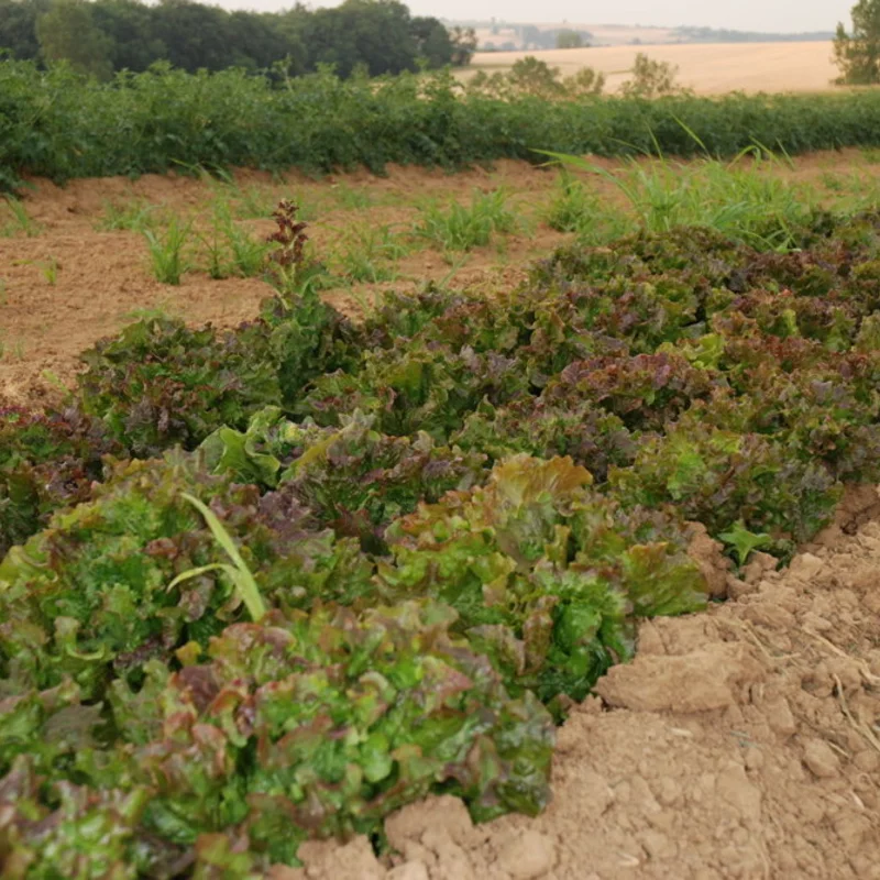 Lettuces - Gloire du Dauphiné