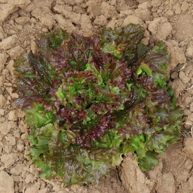 Lettuces - Gloire du Dauphiné