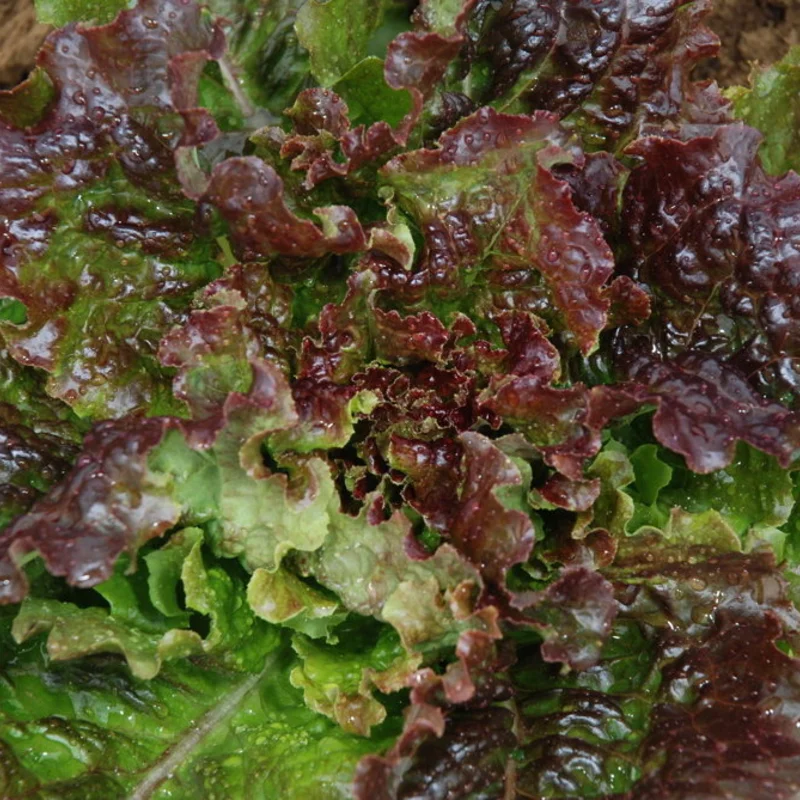 Lettuces - Blonde à Bord Rouge