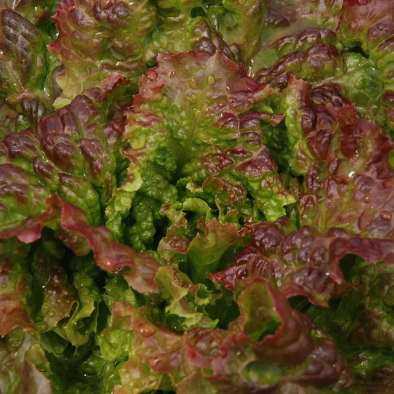 Lettuces - Blonde à Bord Rouge