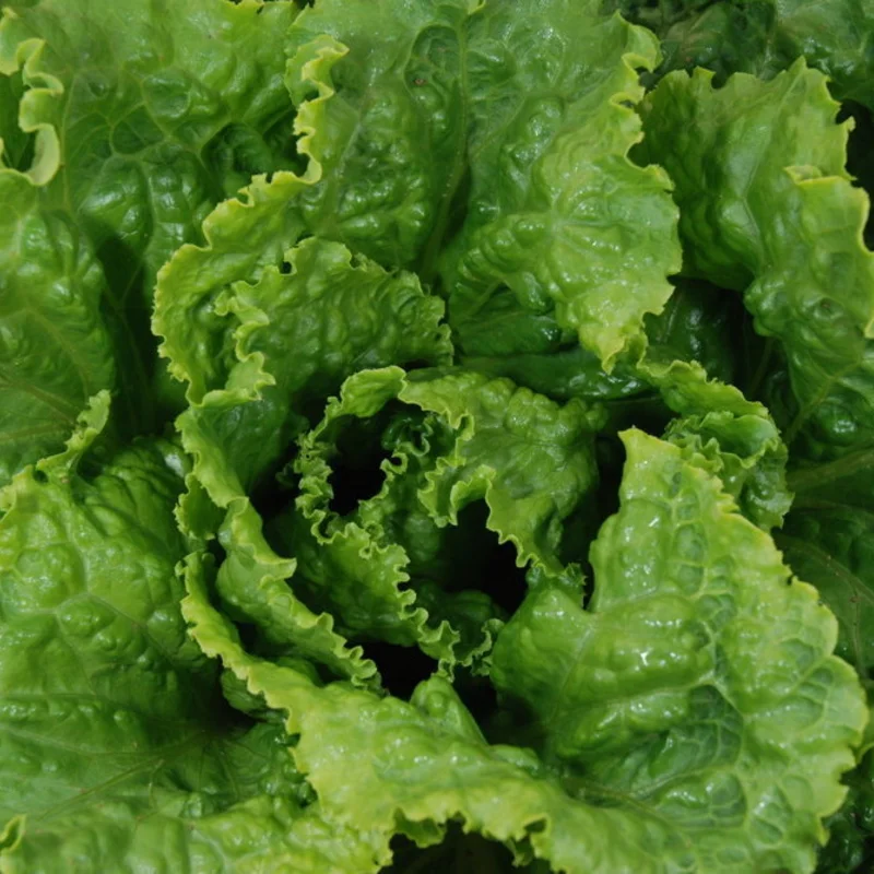 Lettuces - Chou de Naples