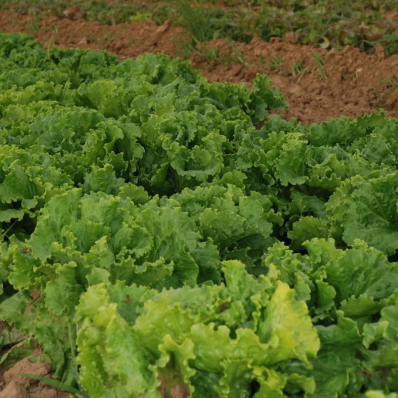 Lettuces - Chou de Naples