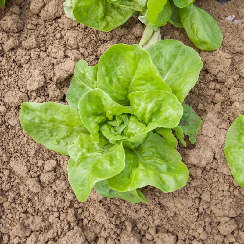 Lettuces - Gloire de Nantes