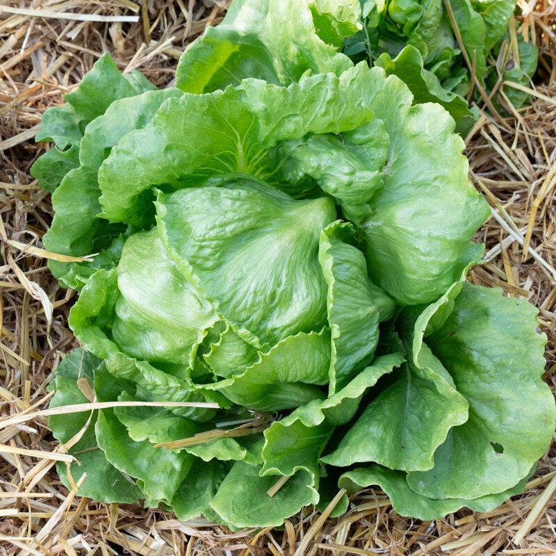 Lettuces - Reine de Juillet