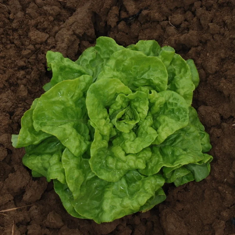 Lettuces - Reine de Juillet