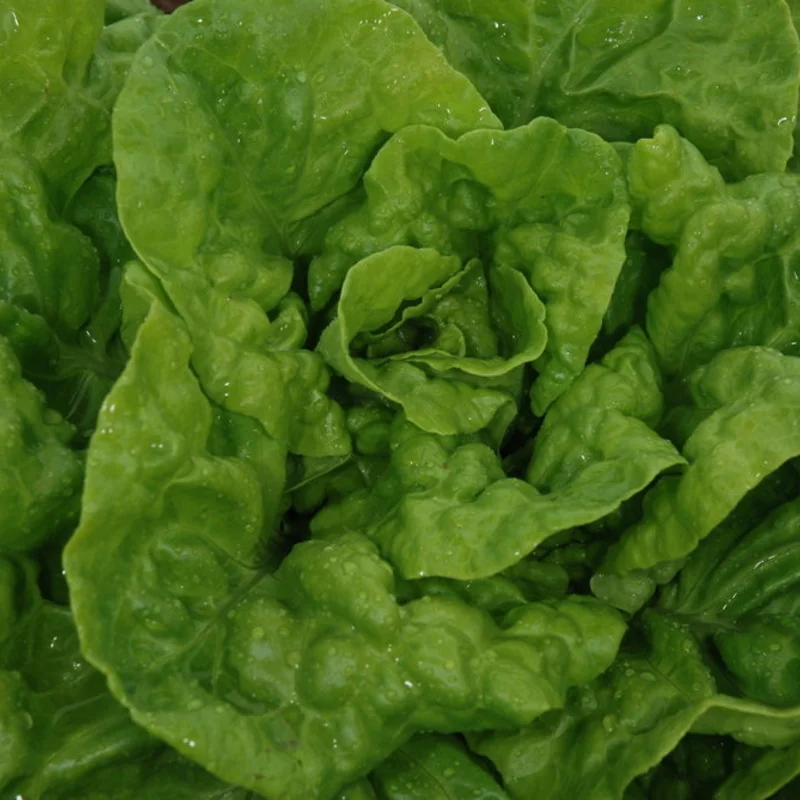 Lettuces - Reine de Juillet