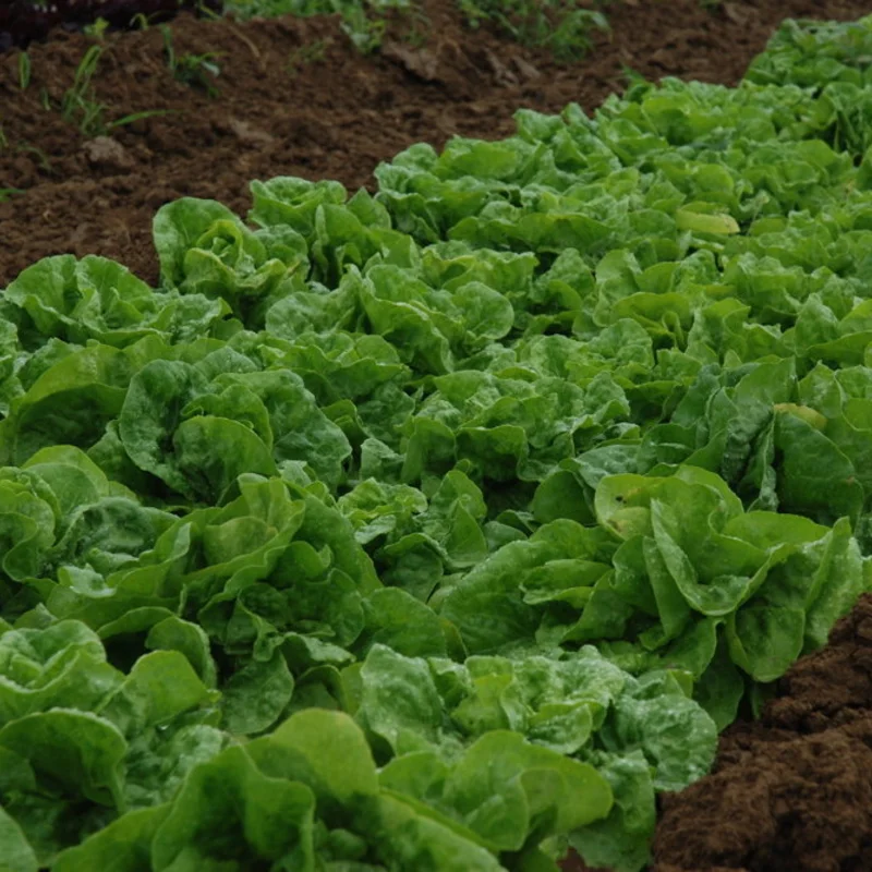 Lettuces - Reine de Juillet