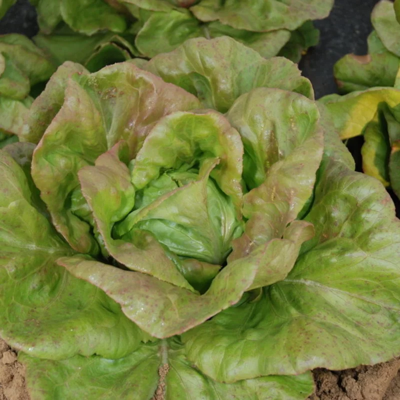 Lettuces - Brune Percheronne