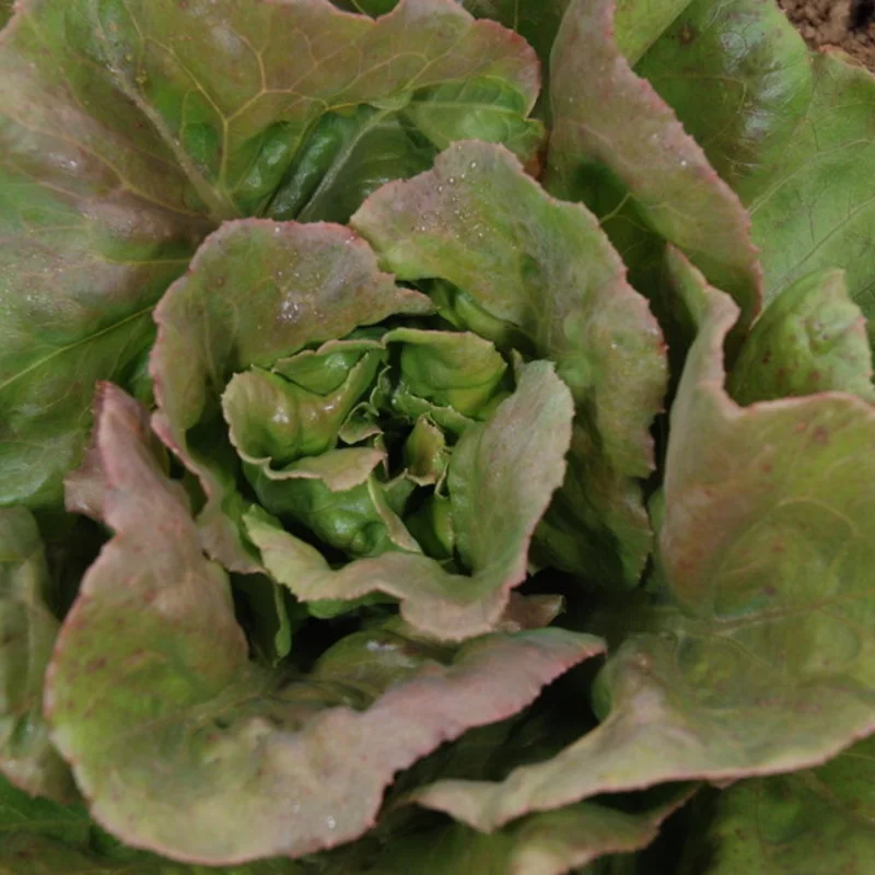 Lettuces - Brune Percheronne