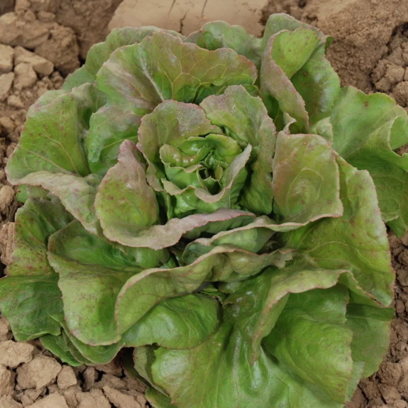 Lettuces - Brune Percheronne