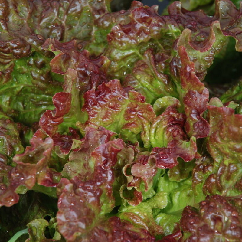 Lettuces - Rossa Di Trento