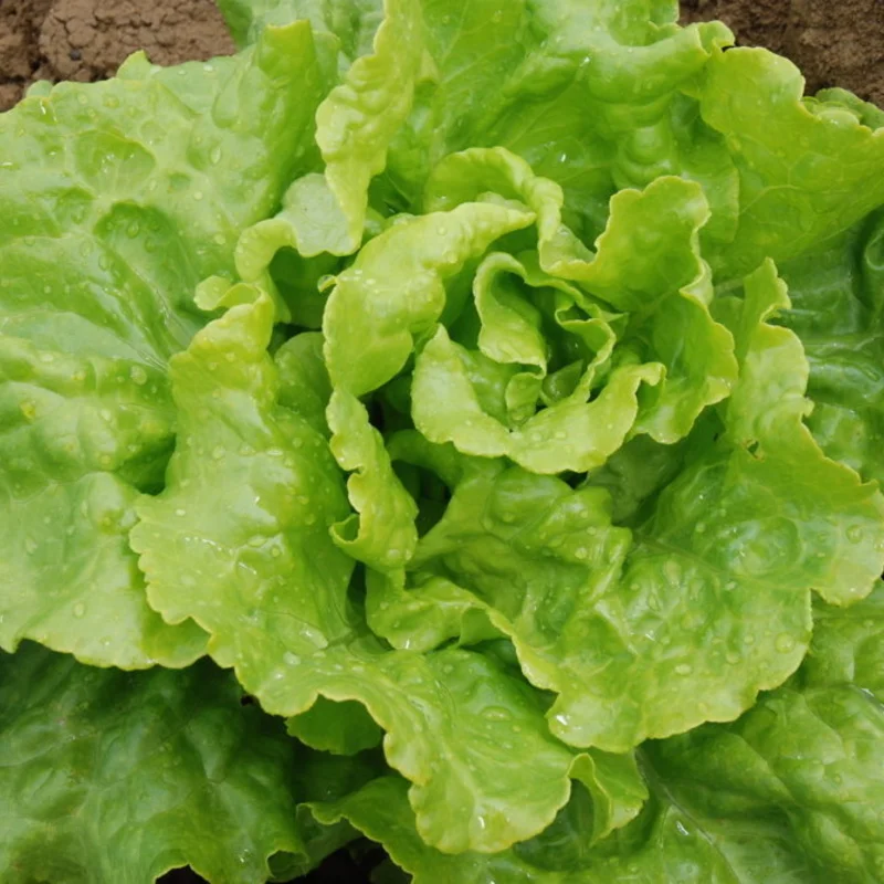 Lettuces - Blonde de Berlaimont