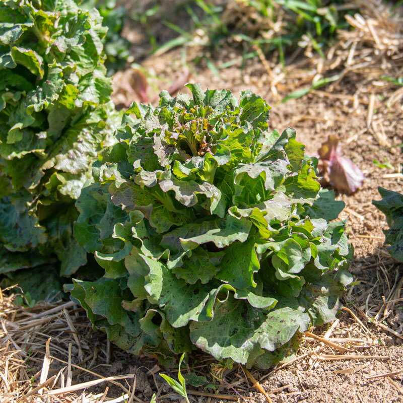 Lettuces - De Tremont