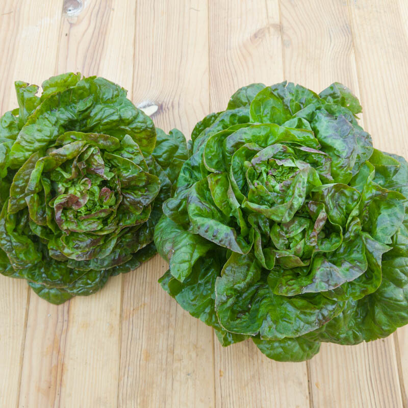 Lettuces - Rougette de Montpellier