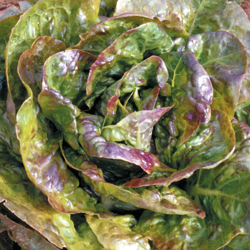 Lettuces - Rougette de Montpellier