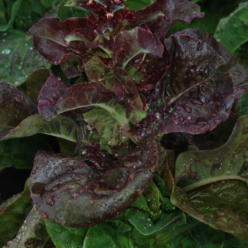 Lettuces - Rougette de Montpellier