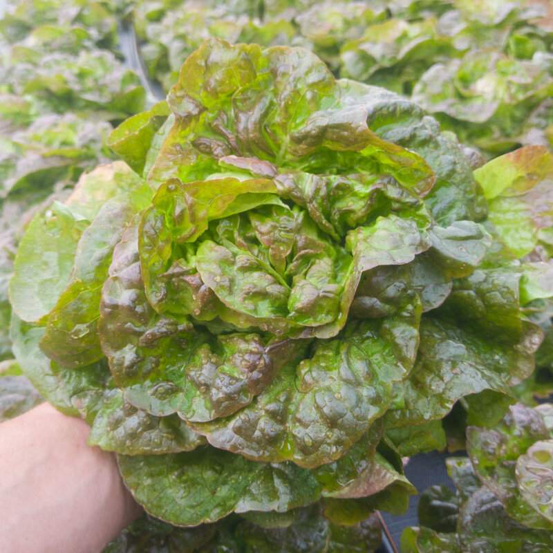 Lettuces - Baquieu