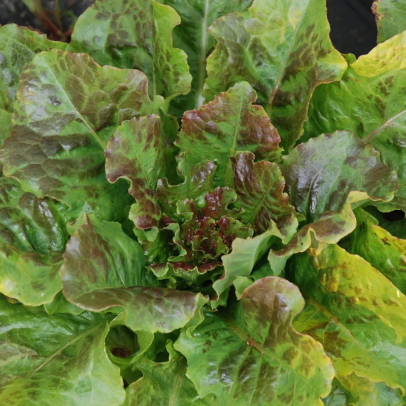 Lettuces - Brune de Gascogne