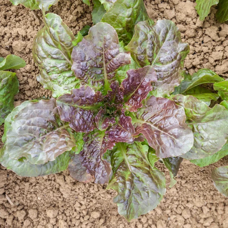 Lettuces - Brune de Gascogne