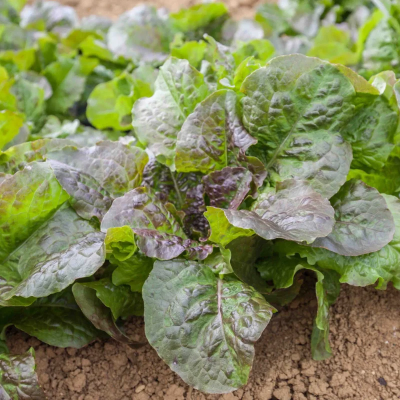 Lettuces - Brune de Gascogne