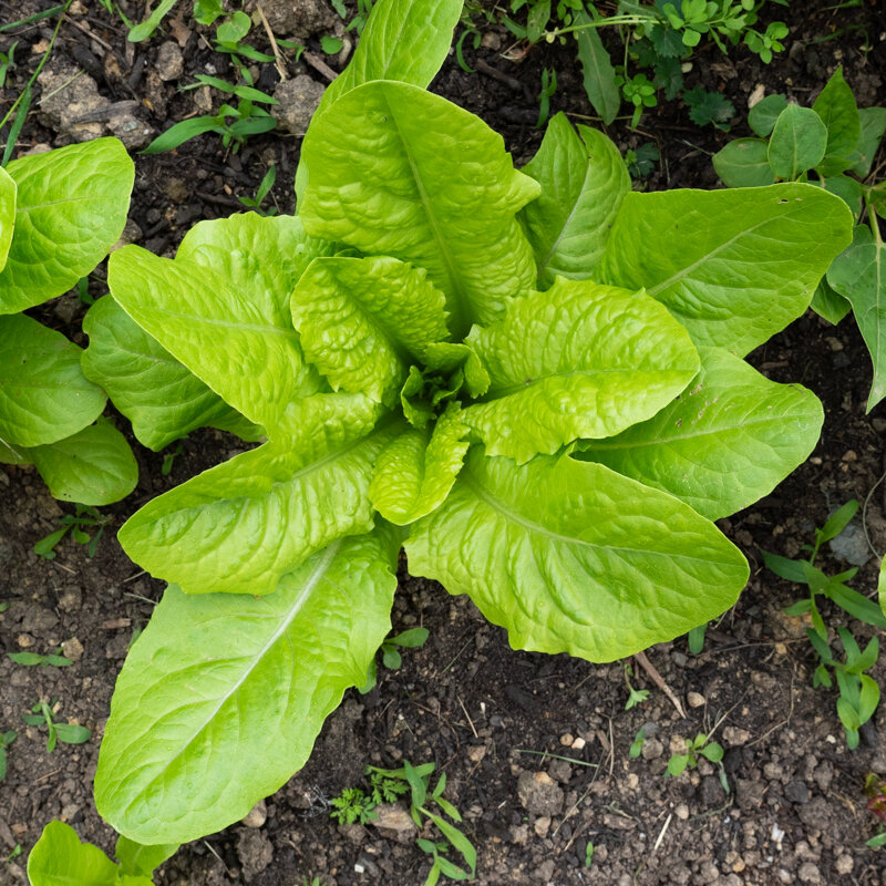 Lettuces - Blonde Maraichère