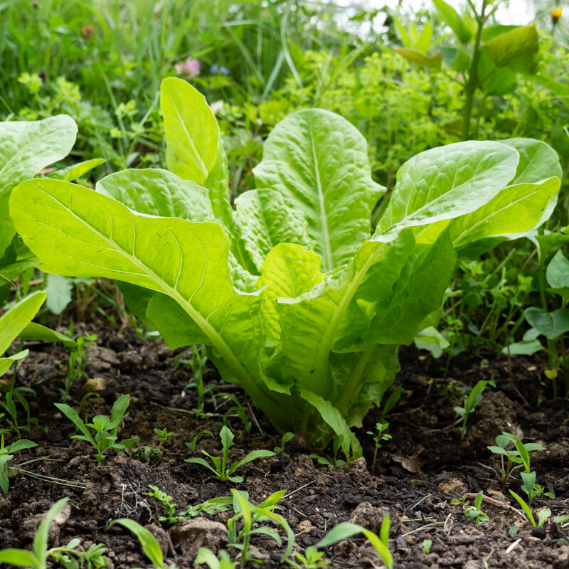 Lettuces - Blonde Maraichère