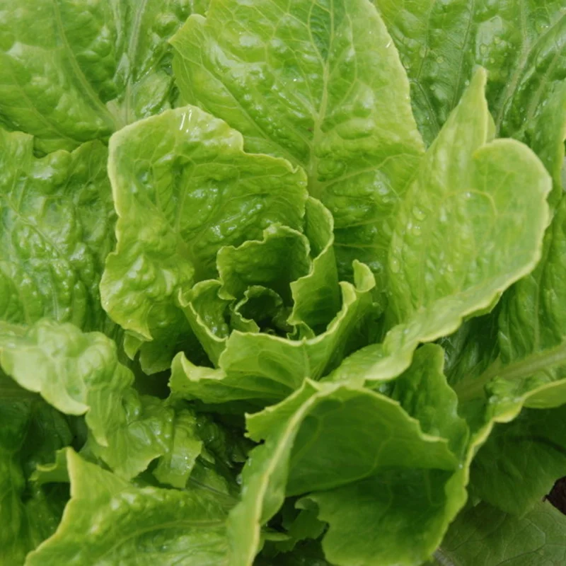 Lettuces - Blonde Maraichère