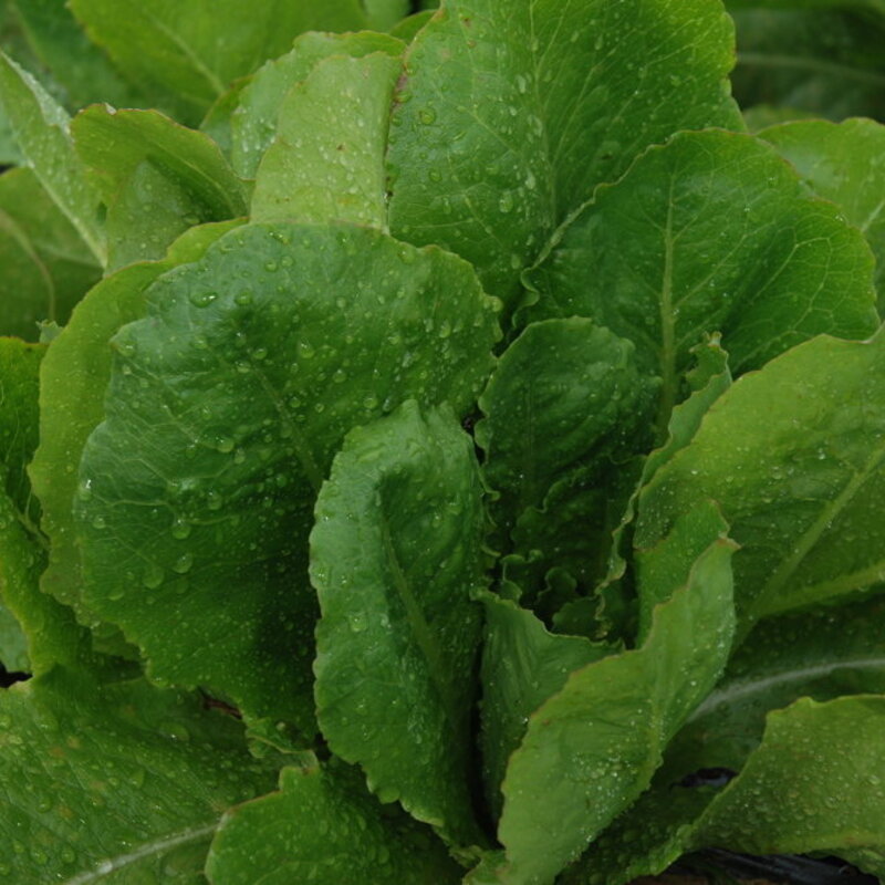 Lettuces - Chicon des Charentes