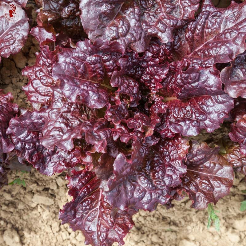 Lettuces - Hyper Red Rumpled Waved