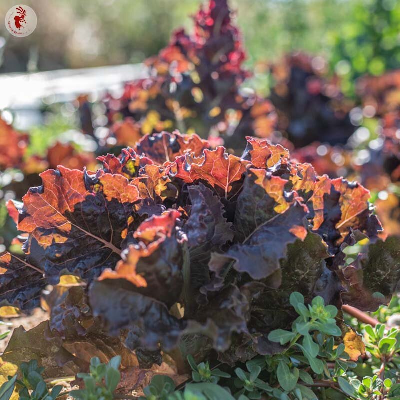 Lettuces - Hyper Red Rumpled Waved