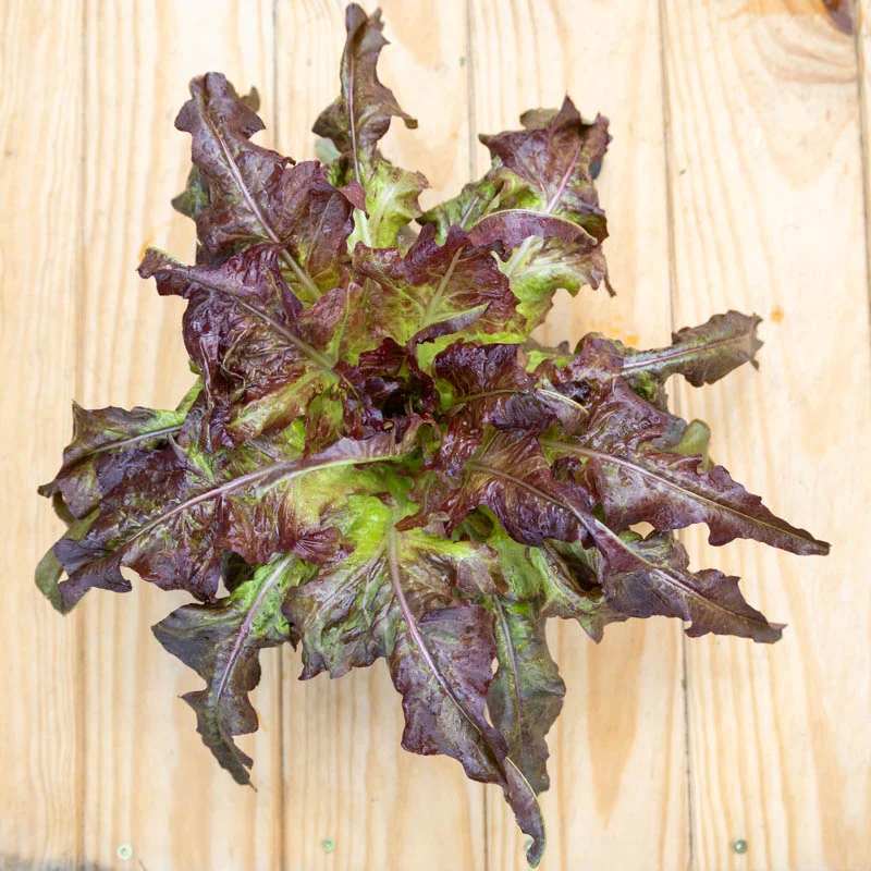 Lettuces - Bronze Arrowhead