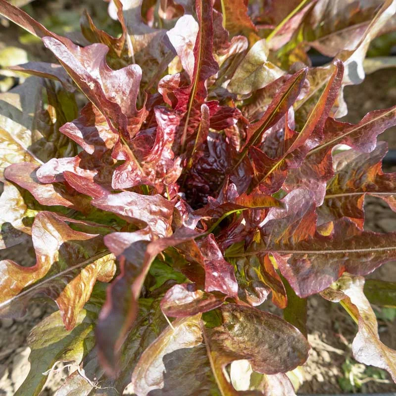 Lettuces - Bronze Arrowhead