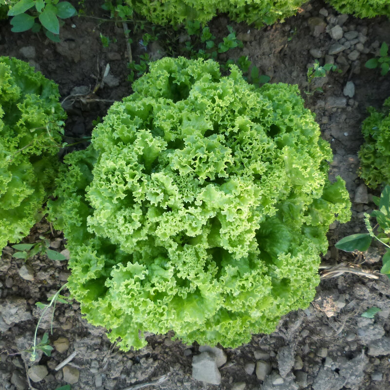 Lettuces - Lollo Bionda