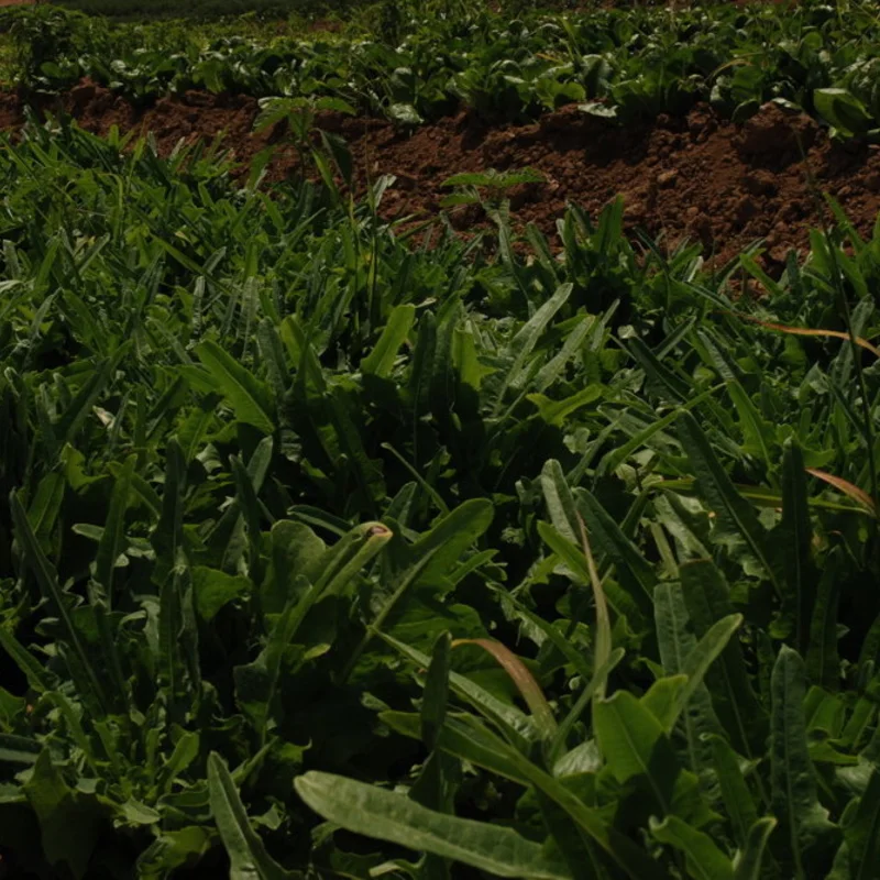 Lettuces - Lattughino Verde