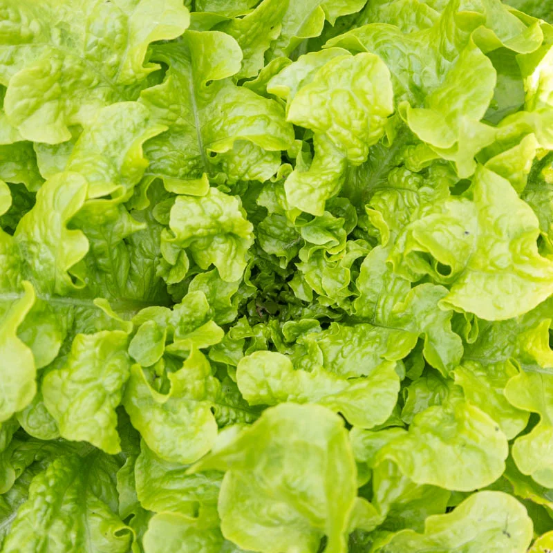 Lettuces - Salad Bowl Green