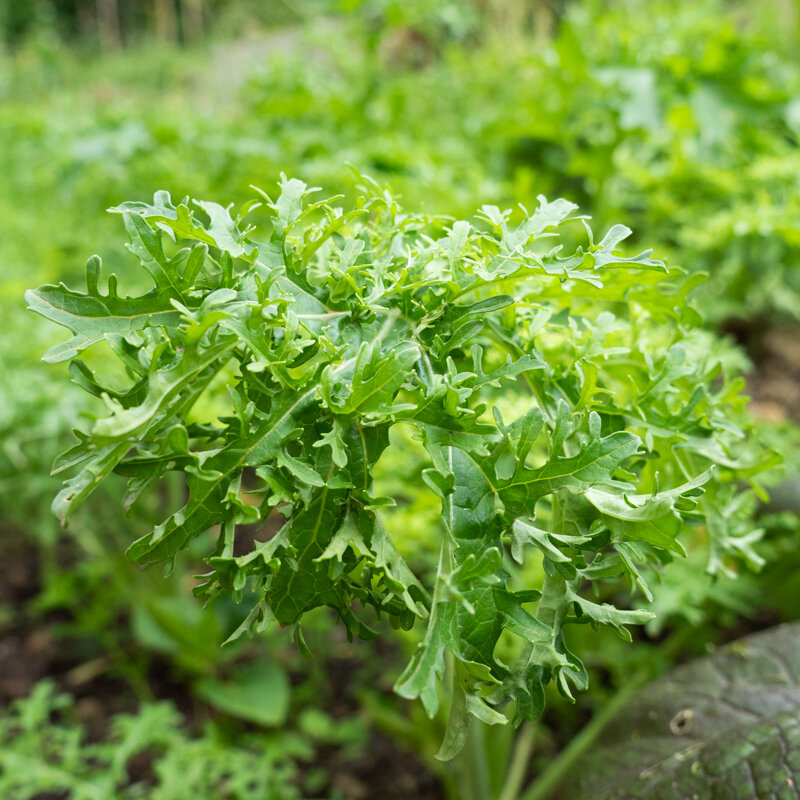 Indian mustards - Golden Frill