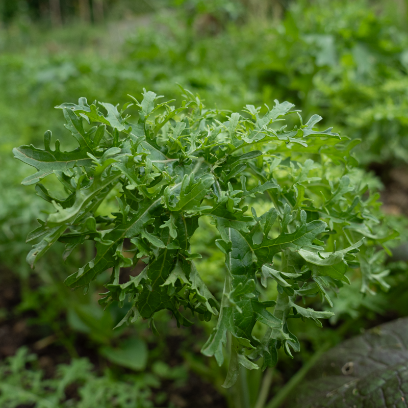 Indian mustards - Golden Frill